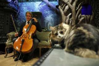 Un violoncelliste compose un album pour apaiser les chats
