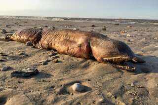 Mais quelle est cette étrange créature retrouvée sur une plage du Texas après l'ouragan Harvey?