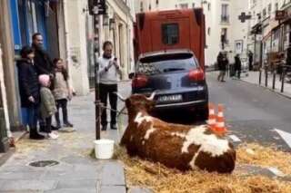 À Paris, cette vache sur le trottoir d'un restaurant n'est pas du goût de tout le monde