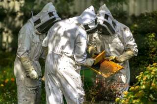 Glyphosate dans du miel: ouverture d'une enquête préliminaire pour 