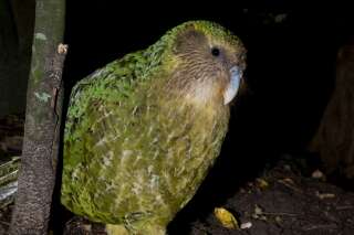 Le kakapo, déjà en danger d'extinction, menacé par une épidémie