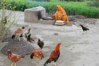 Pour sortir de la pauvreté, le Pakistan veut offrir... des poules