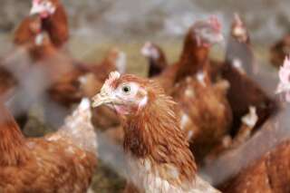 La Nouvelle-Aquitaine ne financera plus les industries participant à la maltraitance animale