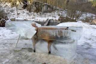 Ce renard a gelé après être tombé dans le Danube en Allemagne