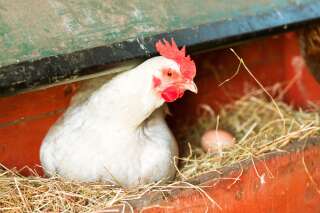 Flunch va se passer des œufs de poules élevées en cage (d'ici 2025)