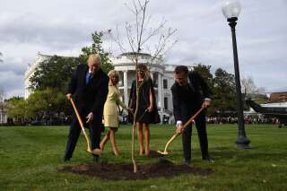 L'arbre planté par Macron et Trump à la Maison Blanche est mort