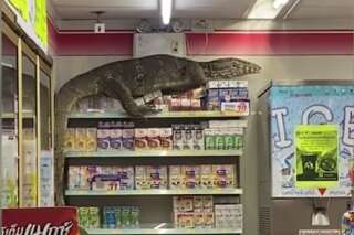 En Thaïlande, un immense varan effraie les clients dans un supermarché