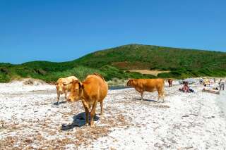La Corse victime de vaches sauvages? La presse étrangère s'inquiète