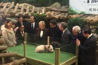 Yuan Meng, le bébé panda de Beauval a reçu son nom devant Brigitte Macron