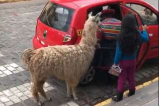Un lama prend le taxi à Cuzco au Pérou