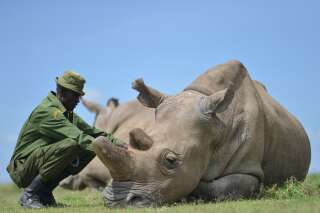Le plan un peu fou de scientifiques pour sauver les rhinocéros blancs du Nord