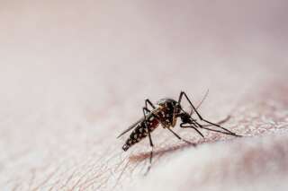 Comment les moustiques repèrent-ils les humains à piquer?