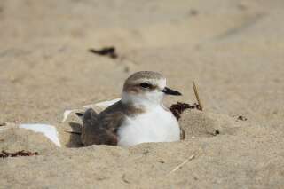 Sur la plage, attention à ne pas écraser des nids d'oiseaux