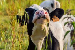 25 ans de la crise de la vache folle: les farines animales reviennent par la petite porte