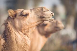 À Dubaï, des chameaux clonés pour gagner courses et concours de beauté