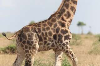 Deux girafes naines découvertes en Afrique étonnent les scientifiques