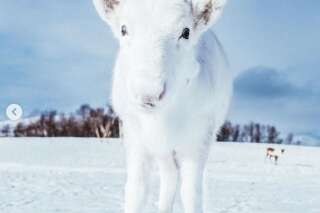 Ce petit renne blanc photographié en Norvège risque de vous faire fondre