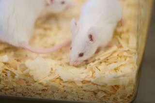 Espace: Pourquoi du sperme lyophilisé de souris a-t-il été stocké dans l'ISS