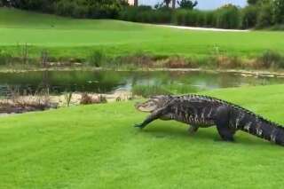 Tranquillou, un crocodile se balade dans un club de golf de Floride