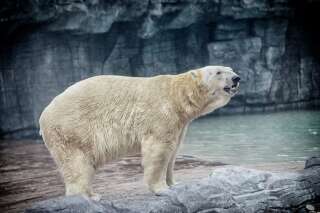 VIDEO. Un bébé ours polaire (adorable) est né au zoo de Berlin