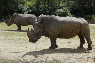 Un rhinocéros du zoo de Thoiry, dans les Yvelines, abattu par des braconniers