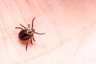Maladie de Lyme: des médecins craignent l'essor de recommandations non-scientifiques