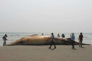 À deux jours d'intervalle, deux baleines s'échouent sur une plage au Bangladesh