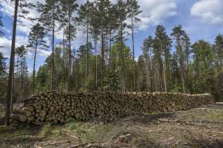 Bialowieza: La Pologne accusée d'avoir détérioré l'une des dernières forêts primaires d'Europe