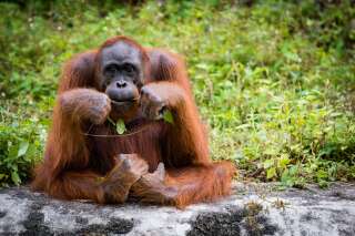 Consommer durable n'est pas qu'une tendance, ça peut aussi sauver des orangs-outans
