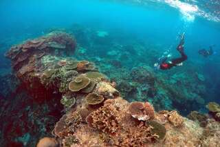 Un article fait la nécrologie de la Grande Barrière de corail et ça désespère les scientifiques