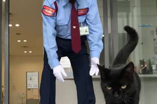 Au japon, deux chats tentent d'entrer dans un musée tous les jours depuis deux ans