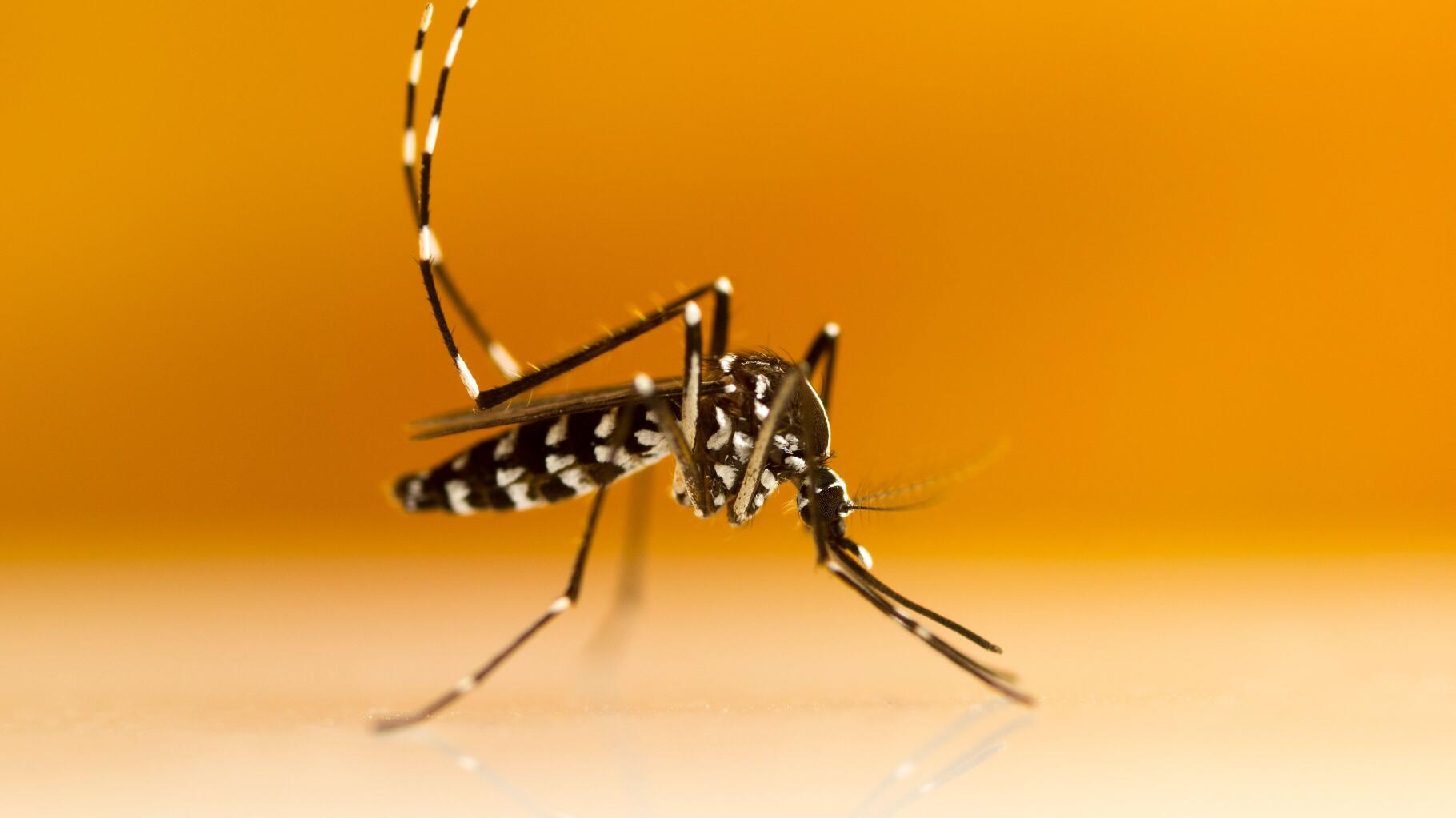 Comment se protéger du moustique tigre ? Voici quelques conseils