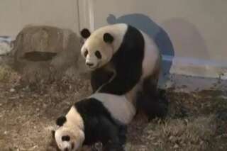 VIDÉO. Pandas du zoo de Tokyo : ils se sont enfin accouplés