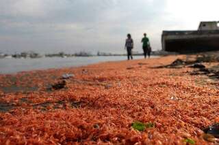 PHOTOS. Des milliers de crevettes échouées sur une plage au Chili