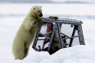 VIDÉO. Un ours polaire attaque un cameraman de la BBC