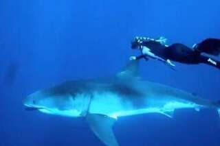 VIDÉO. Elle se fait filmer en train de nager avec un grand requin blanc