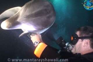 VIDÉO. Un plongeur sauve un dauphin qui lui demandait de l'aide pour enlever un hameçon