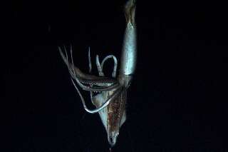 VIDÉO. Un calamar géant de 8m filmé dans le Pacifique par 900m de fond