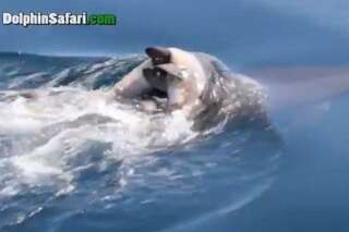 VIDÉO. Une maman dauphin porte sur son dos son bébé mort depuis plusieurs jours