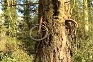 VIDÉO. Un vélo englouti par un arbre dans l'État de Washington