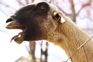 VIDÉO. Des chèvres qui crient comme des humains: l'insupportable vidéo de 2 minutes