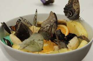 VIDÉO. Damien Hirst critiqué pour avoir tué près de 9000 papillons lors d'une exposition à la Tate Modern