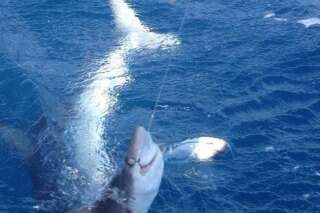PHOTO. Un requin mange un requin, la photo incroyable d'un pêcheur néo-zélandais