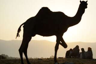Mali : le chameau offert à François Hollande a été mangé, un autre arrive du Mali