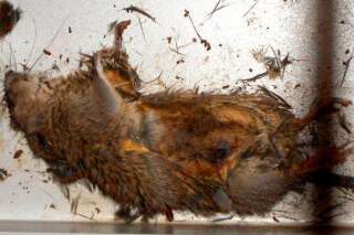 PHOTO. Fukushima : Tepco publie la photo du rat à l'origine du court-circuit