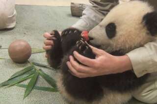 VIDÉO. Xiao Liwu, le bébé panda californien, en pleine forme