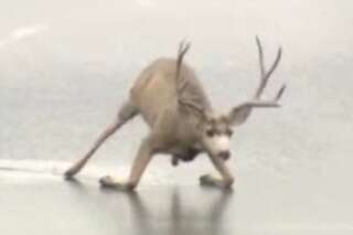VIDÉO. Un cerf digne de Bambi piégé sur un lac de glace
