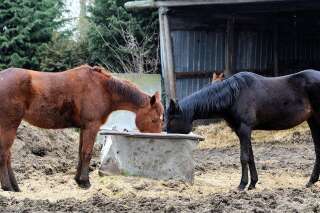 Italie: de la viande de cheval trouvée pour la première fois dans des lasagnes