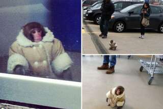 Un singe se promène seul chez Ikea à Toronto