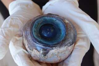Le mystérieux oeil géant retrouvé sur une plage de Floride appartenait à un espadon